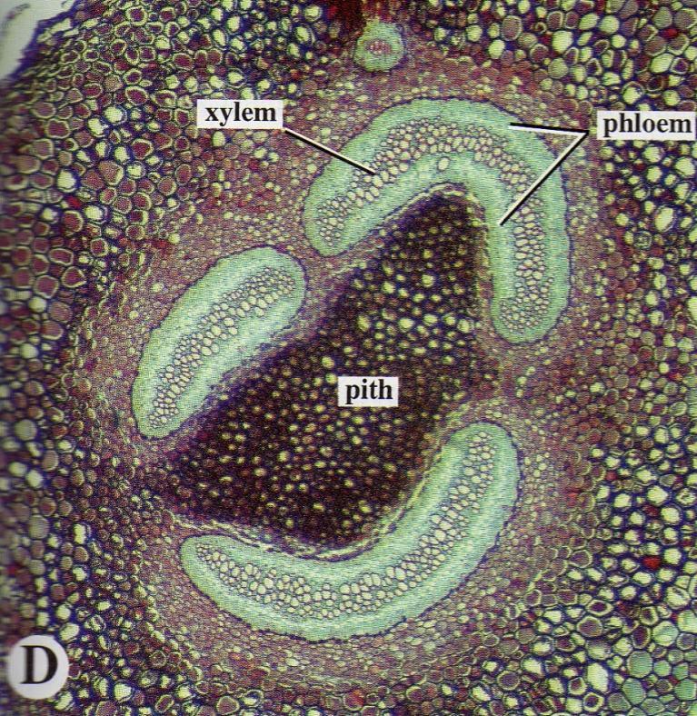 Plantas vasculares MONILÓFITAS monilos = colar sinapomorfia: