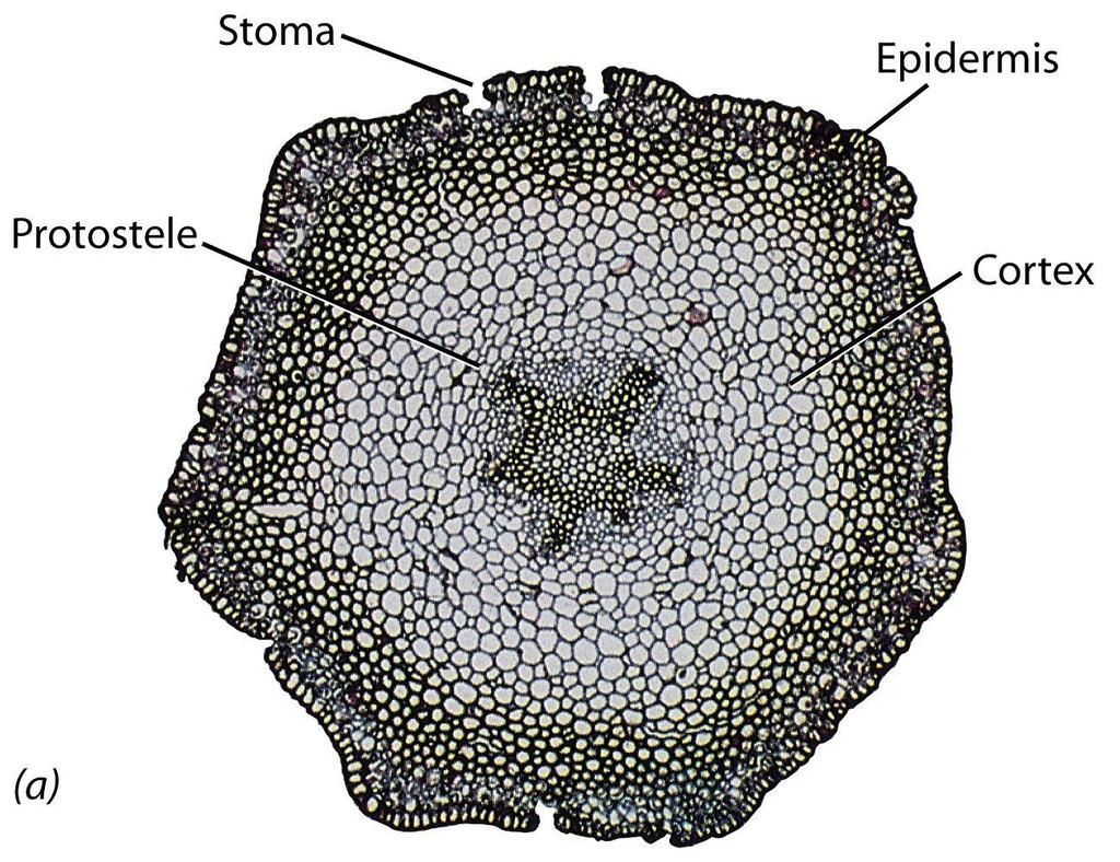 Psilotum