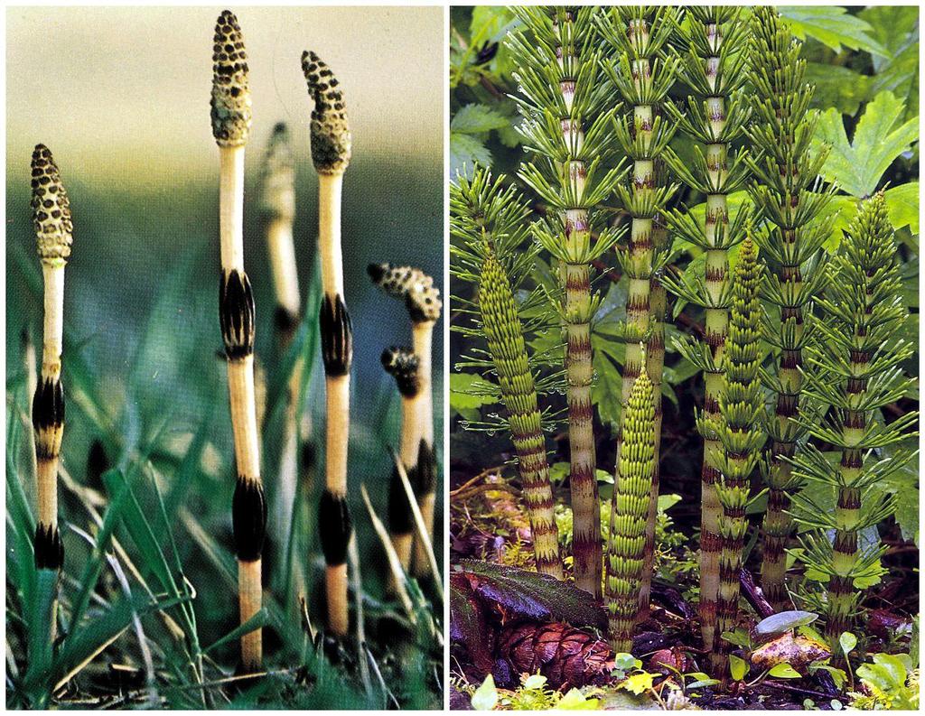 Equisetum