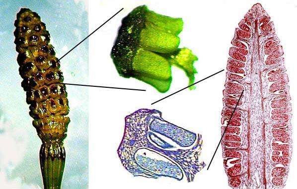 Equisetum esporângio