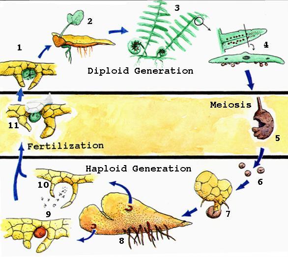Ciclo de vida de uma samambaia Geração esporofítica