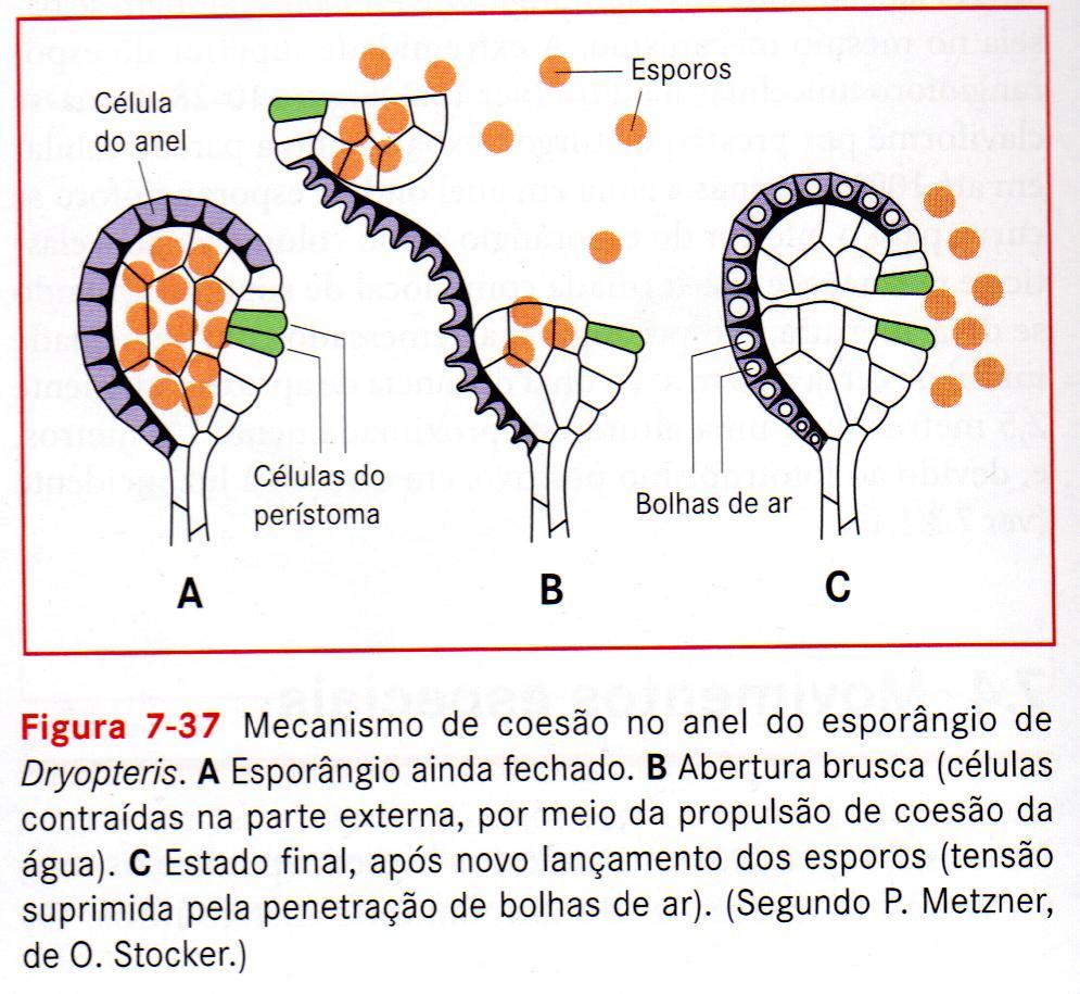 Bresinsky