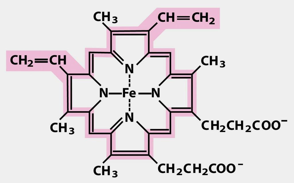 Citocromos Transferem elétrons diretamente por redução do Fe 3+ a Fe 2+ do grupo heme (anel tetrapirrolico com átomo de ferro) Proteínas que tem como característica um absorção