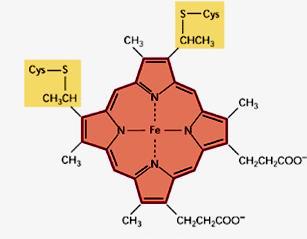 Proteína solúvel com heme ligado covalentemente Associada à superfície externa na MMI por interações eletrostáticas Cit c Além dessas