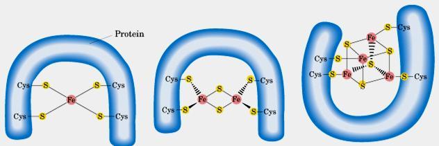 Proteínas ferro-enxofre Não tem grupo heme, o ferro está ligado à proteína por associação com átomos de S ou S da cisteína.