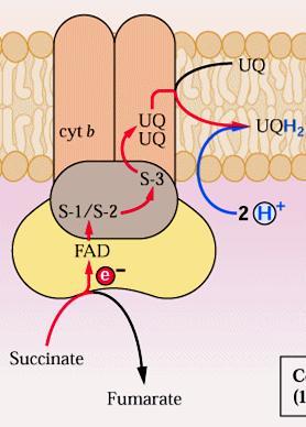 Reações do Complexo II Região hidrofobica 3 - Quinona interna 2 -Proteinas Fe-S 1 - Flavoproteína com atividade de desidrogenase succinato doa 2 elétrons para o FAD 4 -Os elétrons transferidos