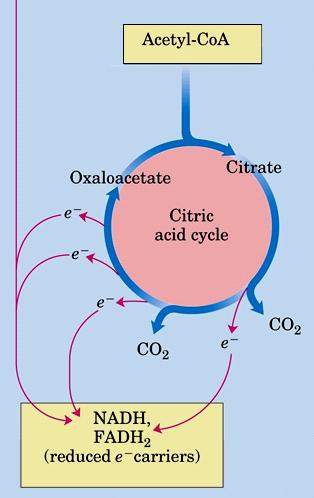 Segundo Estágio Oxidação do acetil-coa A Acetil CoA é introduzida no Ciclo da Ácido