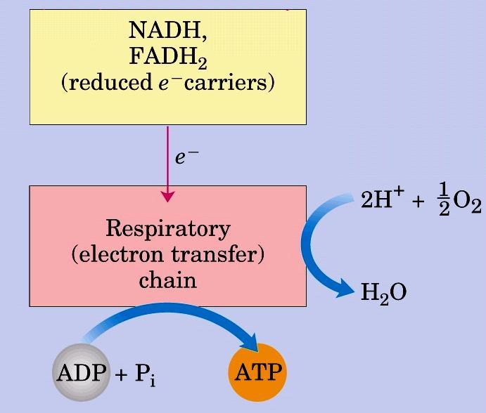 Terceiro Estágio Transferência de elétrons e fosforilação oxidativa Esses transportadores de elétrons são