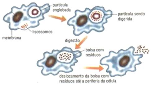 O citoesqueleto Apesar de parecer vazio, quando observado ao microscópio óptico, o hialoplasma é