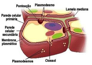 Biologia MEMBRANAS BIOLÓGICAS PARTE 1 Todas as células, sejam elas procariontes ou eucariontes apresentam um revestimento membranoso lipoproteico chamado membrana plasmática.