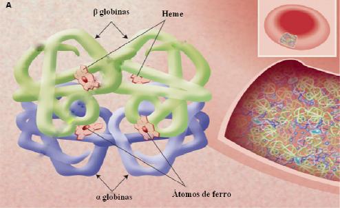 5 Existem vários tipos de hemoglobina e que se encontram presentes no corpo em determinados períodos da vida.