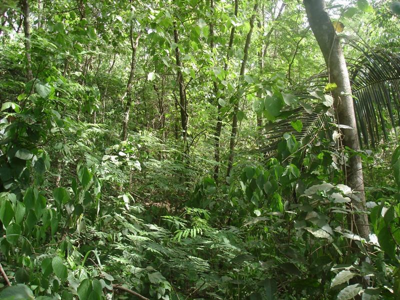 10 ANOS FLORESTA ESTACIONAL SEMIDECIDUAL EM