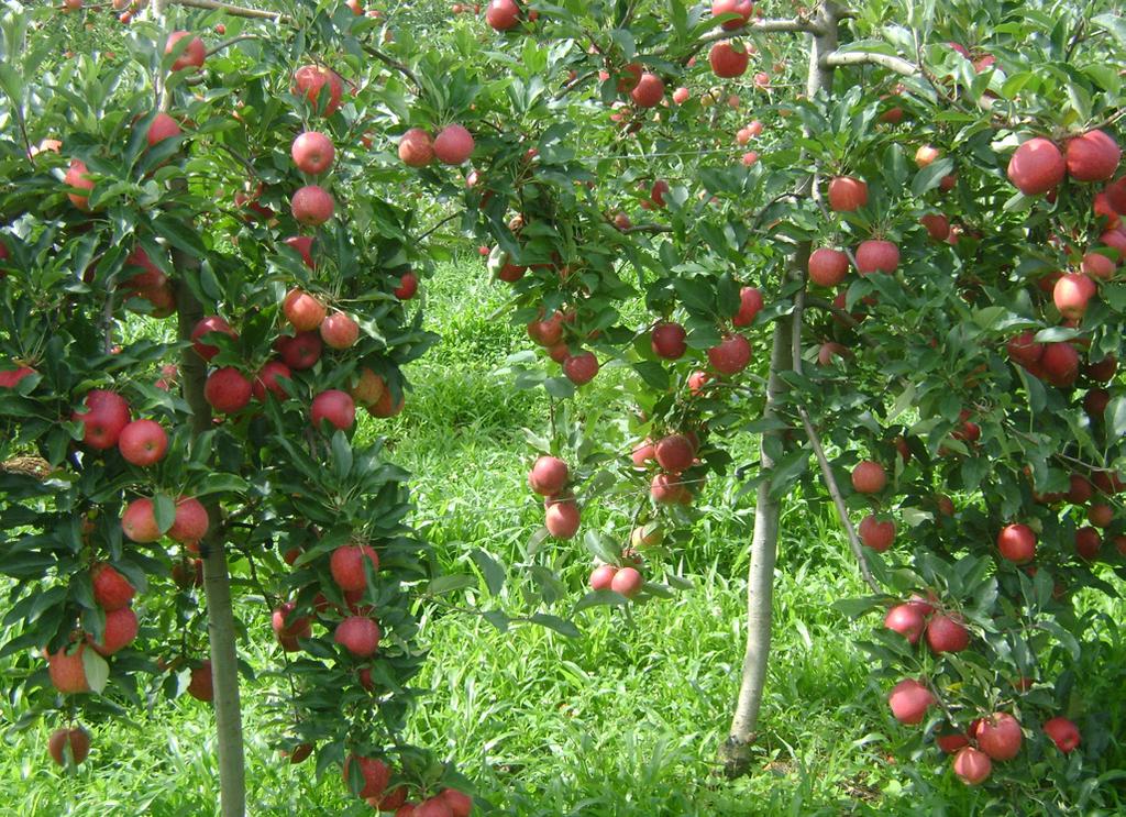 2 Avaliação da Cultivar de Macieira (Brookfield ) em Vacaria, RS e clones de macieira, em Vacaria, no Rio Grande do Sul.