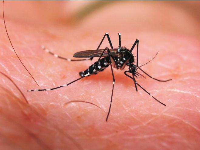 PROGRAMA TODOS CONTRA O MOSQUITO Cerca de 9% dos focos dos mosquitos Aedes aegypti estão nas nossas casas. Saiba o que fazer para evitar a Dengue, Zika e Chicungunha. Evite água parada.