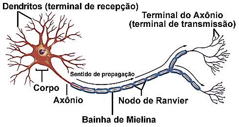 Neurônios São formados por três componentes: 1º) Dendritos - Prolongamentos que recebem estímulos do meio ambiente, células epiteliais sensoriais e outros neurônios; 2º)