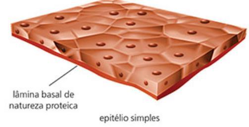 externo de ógãos; Encontrado em todos os órgãos, forma