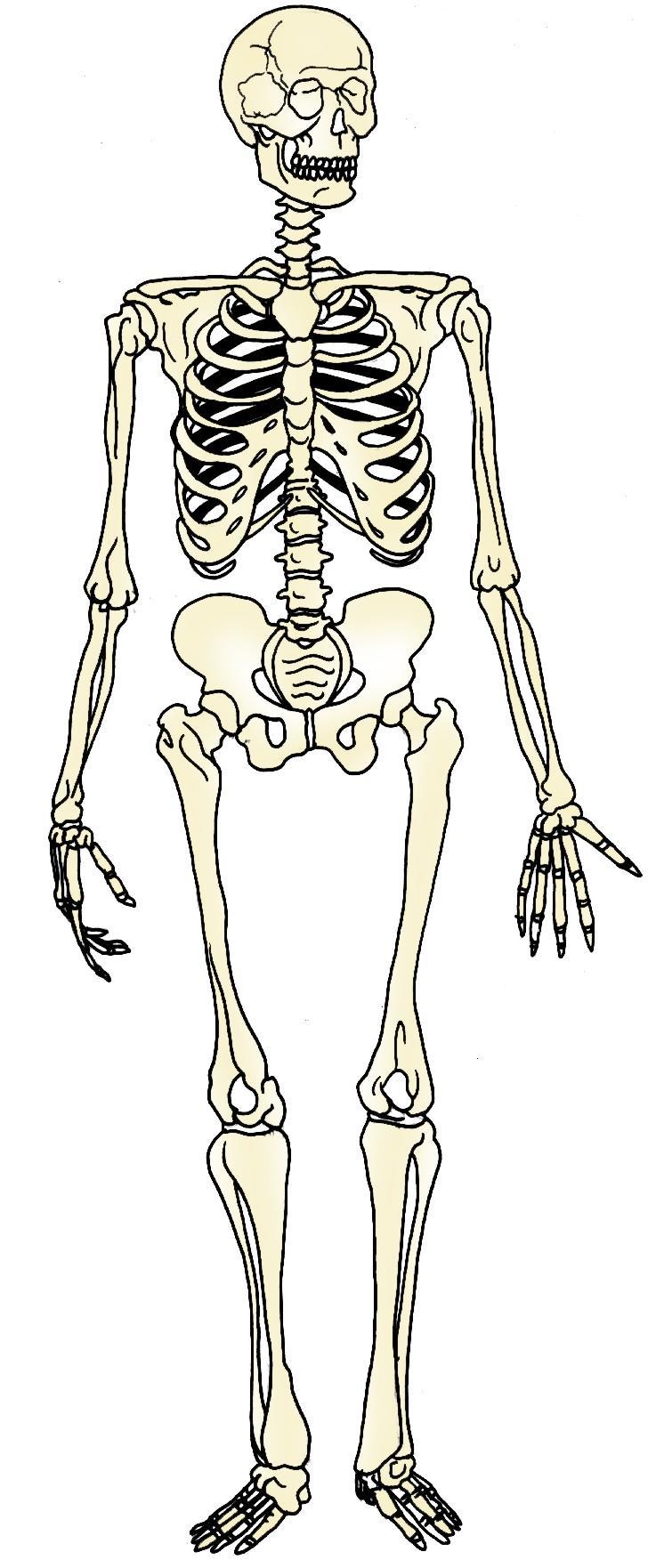 2.3 TECIDO ÓSSEO Tecido mais rígido e resistente do corpo ; Células = osteócitos; Matriz