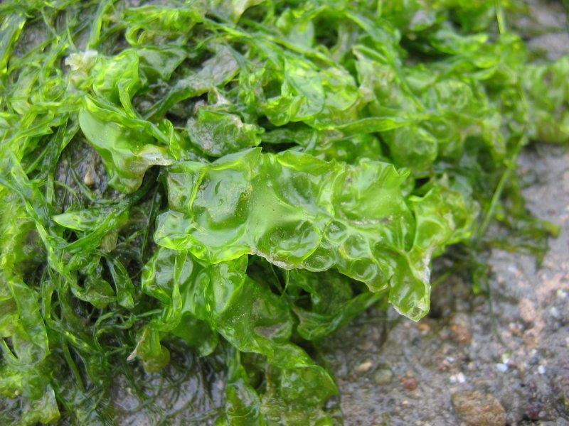 (Chlorophyta)