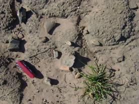 Depois de limpa a vegetação da área, prosseguimos com o mapeamento dos vestígios arqueológicos em superfície. Fotos 7 e 8 (1) Coleta e agrupamento dos fragmentos cerâmicos entre as ruas dos canaviais.