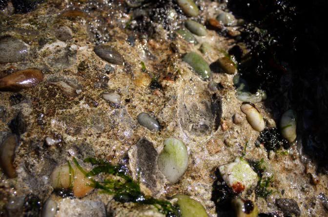 Este nível contrasta com o identificado na Praia do Forte do Cão, na Gelfa, onde ocorre