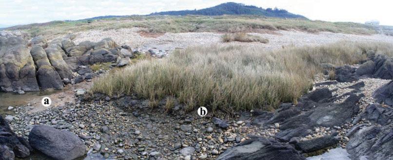 Pormenores do afloramento de Rego de Fontes: A) contacto entre os Siltes da Cambôa do Marinheiro e os Conglomerados e Areias de Rego de Fontes; B)