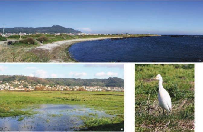 Importância ecológica atual dos Siltes da Cambôa do Marinheiro: A) apesar de pontualmente aflorante na costa, em resultado do recuo das arribas (assinalada na imagem com as letras UP - unidade