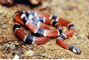 A família Elapidae, representada na área pelo gênero Micrurus (Coral verdadeira), não fez vítimas durante o ano estudado. (Figura 6).