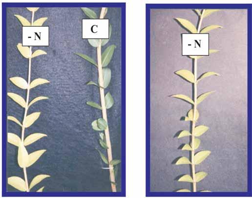 2 Camucamuzeiro: nutrição, calagem e adubação Caracterização dos sintomas visuais de deficiências de macronutrientes e do micronutriente boro Nitrogênio À esquerda,