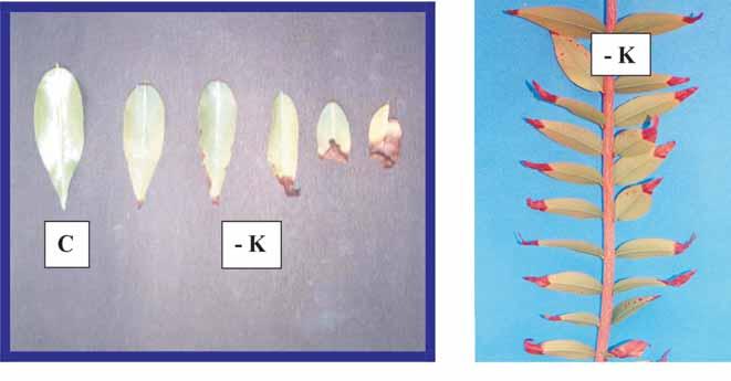 Camucamuzeiro: nutrição, calagem e adubação 3 Potássio À esquerda, folhas de camucamuzeiro com deficiência de potássio (-K), e sem deficiência (C).