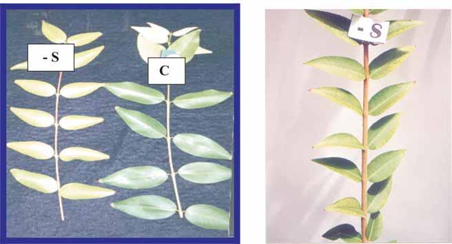 4 Camucamuzeiro: nutrição, calagem e adubação Magnésio À esquerda folhas de camucamuzeiro, sem deficiência de magnésio (C), e com deficiência de magnésio (-Mg).