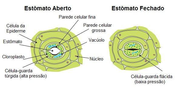 A primeira e mais comum (cerca de 90%) é a transpiração estomática, realizada através dos estômatos, cuja abertura o vegetal pode controlar; a segunda é a transpiração cuticular(cerca de 10%)