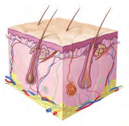 Elevada biocompatibilidade celular; 2. Sensorial agradável e diferenciado; 3. Processo de produção altamente tecnológico; 4.