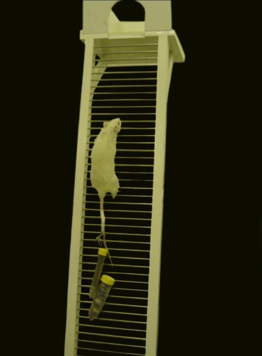 22 Figura 3: Protocolo de treinamento de força Os ratos foram colocados na parte inferior da escada e adaptados ao ato de escalar.