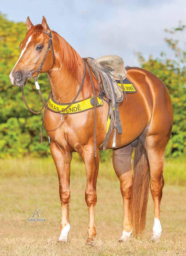 Lote 17 flash rojo steel rnc M - 09/09/11 - A Vendedor: haras dendê ETERNAL ROJO AMCJ MALU STEEL ROJO JR THUNDER CHIEF TURQUESA ETERNAL SHADY STEEL SLN SUPER DOOPER ROJO PRINCIPE ROJO LADY TOP BID