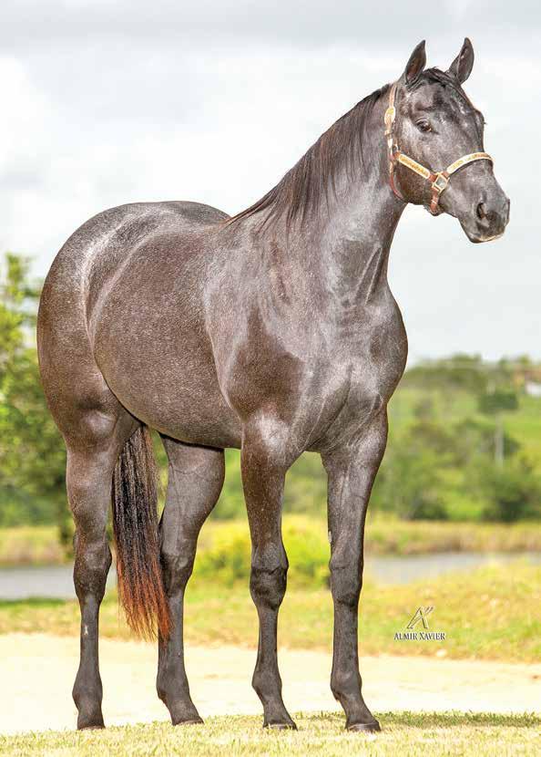 Lote 34 precription sage F - 08/12/12 - T Vendedor: haras santa teresinha VALETE SAGE VP PRECRIPTION GOLD AD AUTORITARIO KRB PINK SAGE VP GOLD SONORA MISS PRECRIPTION NNF DAN S BOY SKIPPY NEGA TUTU