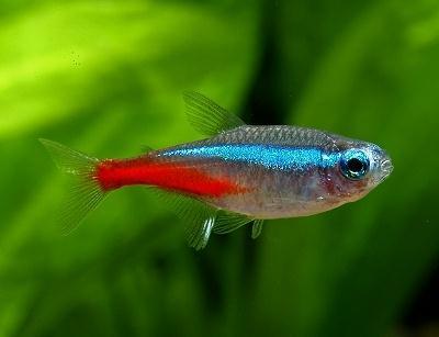 Tetras