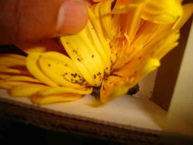 Presença do fungo esporulando no miolo da flor, sem tolerância para as