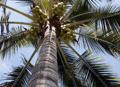 Doenças do Coqueiro: etiologia, sintomatologia, epidemiologia e controle Patologia Florestal Introdução Coqueiro (Cocos