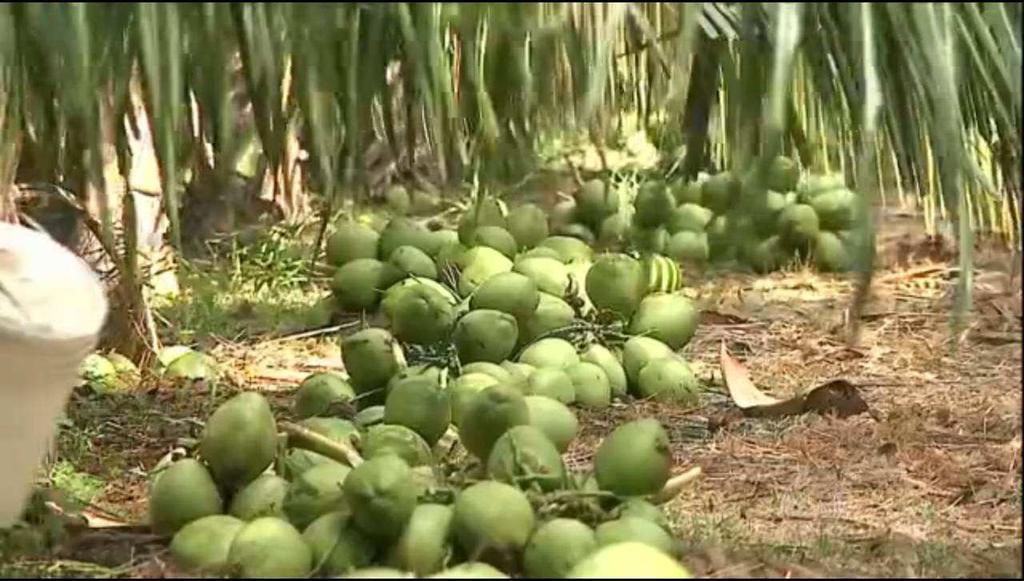 Alimentação, paisagismo, movelaria, cosméticos e artesanato.