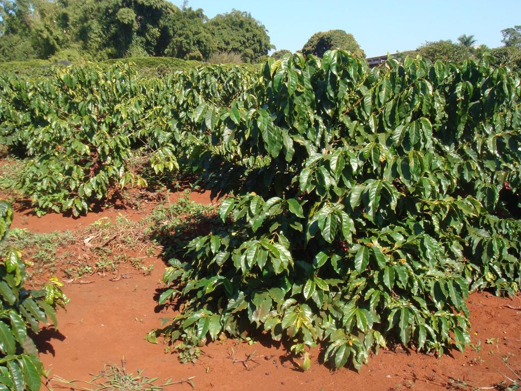 Diferença entre Linhagem pura Tupi x Híbrido Tupi