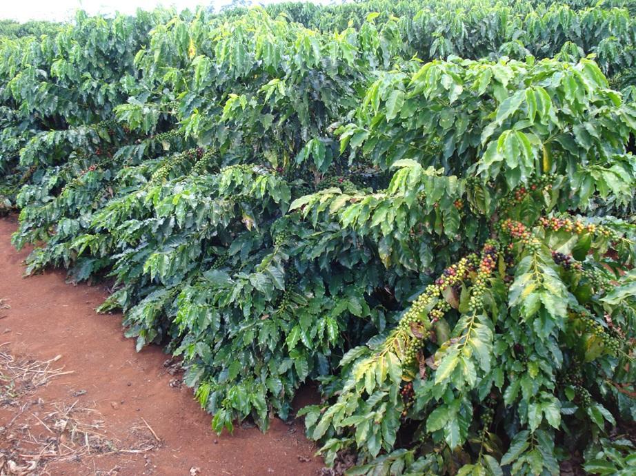 HETEROSE EM HÍBRIDOS DE CAFÉ ARÁBICA COM RESISTÊNCIA À FERRUGEM, MANCHA AUREOLADA E BICHO MINEIRO Eng. Agr.