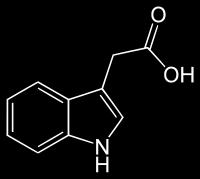 Seu nome vem do grego, e significa crescer; Podem ser naturais ou sintéticas; Principal auxina natural: AIA (ácido indolacético).