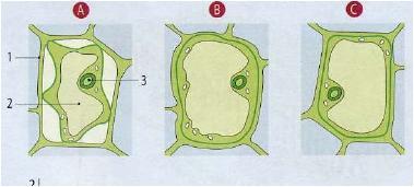 1.3 Explique por que razão os fosfolípidos se dispõem em bicamada. 1.4 Diga como se designam os movimentos representados pelas letras A e B. 1.5 Refira qual dos movimentos, A ou B, é menos frequente.