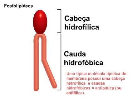 Estão presentes em todas células animais e vegetais; São os