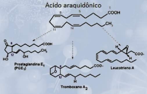 ácidos graxos Precursor: