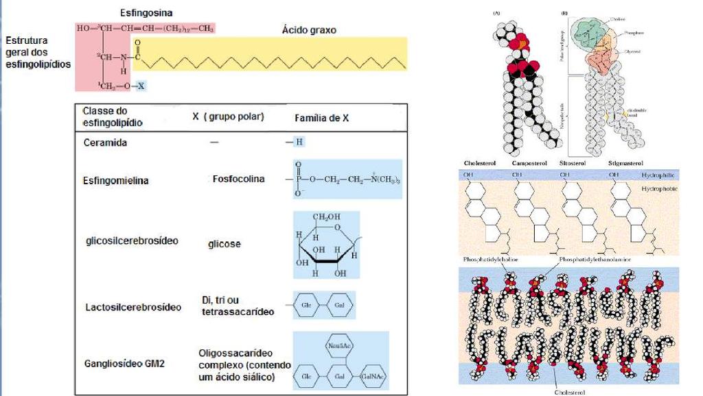 Esfingosina + ác. graxos + X (álcool, açúcar, ácido) Esfingomielinas: X = fosfocolina ou fosfoetanolamina Membrana plasmática de céls.