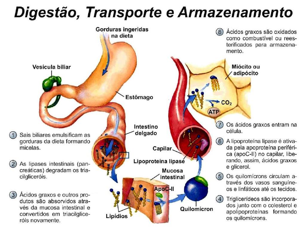 Absorção