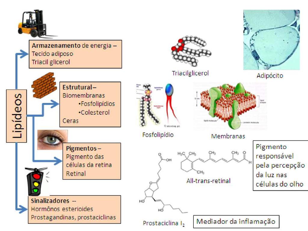 Impermeabilizantes Deficiências anemia,