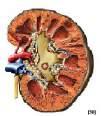 aciltranferase I. -> Concentrações altas de NADH/NAD+ inibe a desidrogenase B-hidroxiacil CoA. -> Concentrações altas de acetil-coa inibe a tiolase.