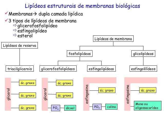 Linoléico (6): Óleos